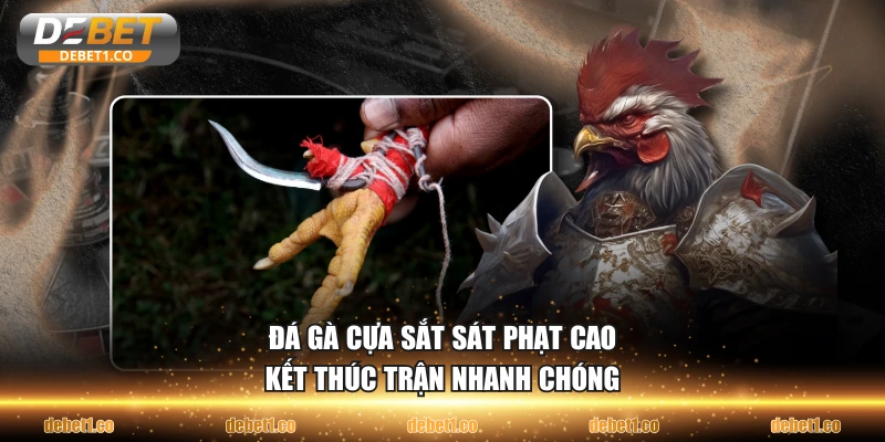 Đá gà cựa sắt sát phạt cao kết thúc trận nhanh chóng